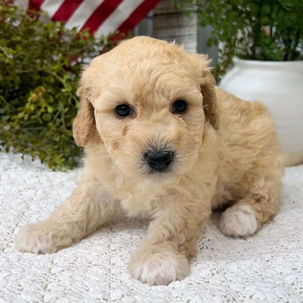 Mini Aussiedoodle Size Guide Choose the Perfect Fit Puppy doodles