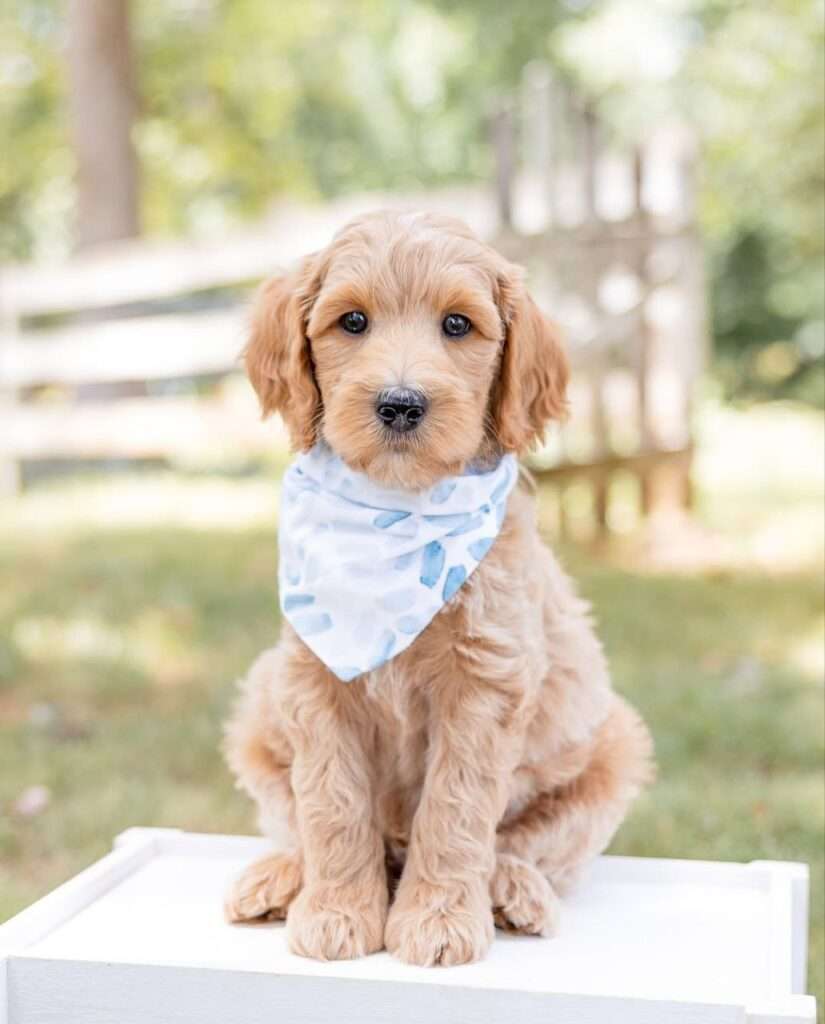 Puppy Nest Promise - doodles puppy nest