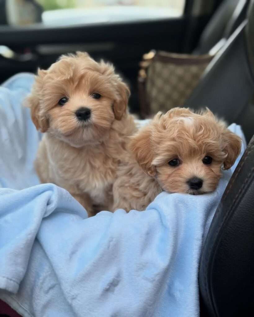 Puppy Nest Promise - doodles puppy nest