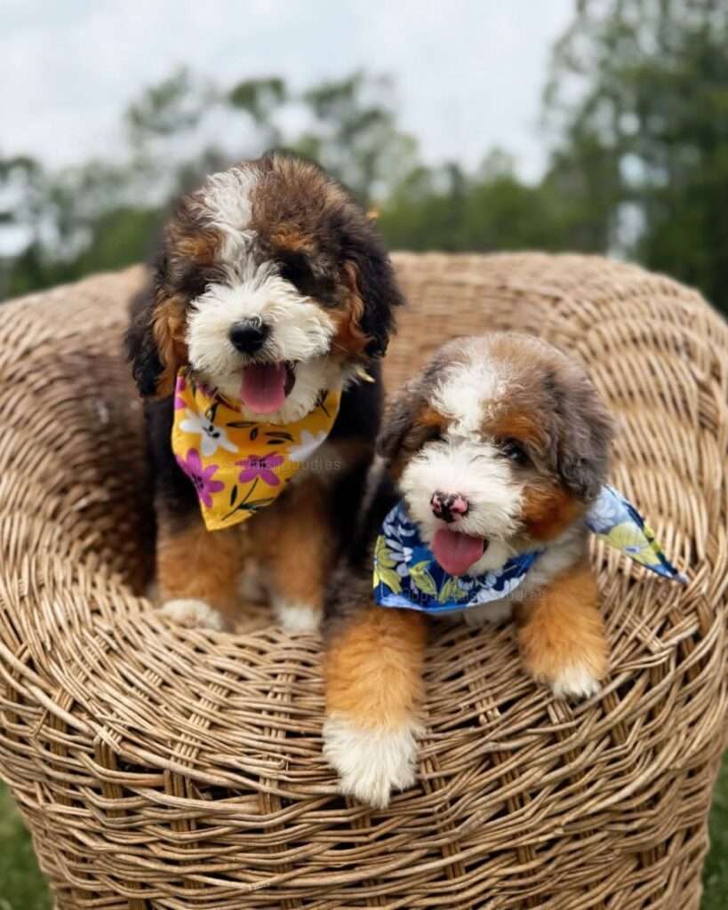 Mini Aussiedoodle Breed Traits, Care & Trusted Breeder